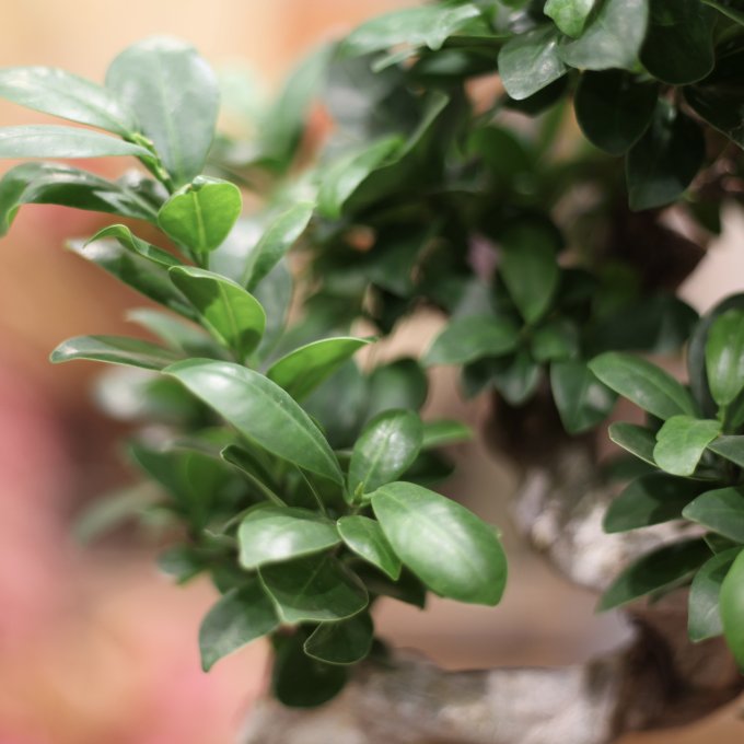 Ficus microcarpa "Bonsaï " photo 2